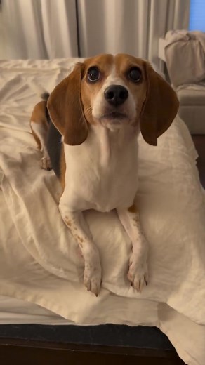 Chatty little Bailey 😁 #beagle #beaglesofinstagram #beaglestagram #beaglelove #beaglemania #beagledaily #dog #dogsofinstagram #beaglesofig #dogreels #reels #talkingdog | Beagle Family