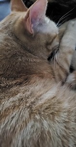 Baby kitty snore ASMR | Key Bader