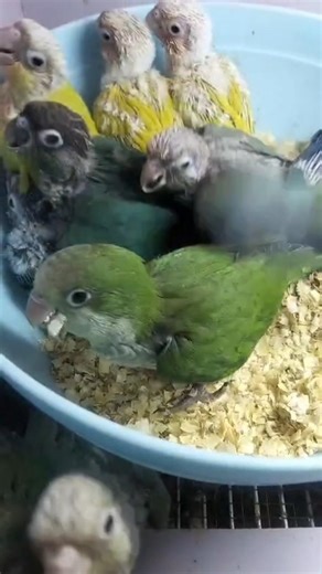 Cute Parrot Baby 🐥 Sun Conure Pineapple 🦜✨