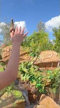 Journey of Water 💧 | Moana-Inspired Magic at EPCOT! 🌿🌊 Disney World Resort Bay Lake, Florida #travel