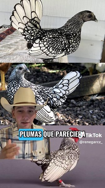 Razas Raras de Gallinas y Gallos: Curiosidades y Tipos
