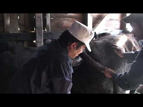 牛の種付け（人工授精）