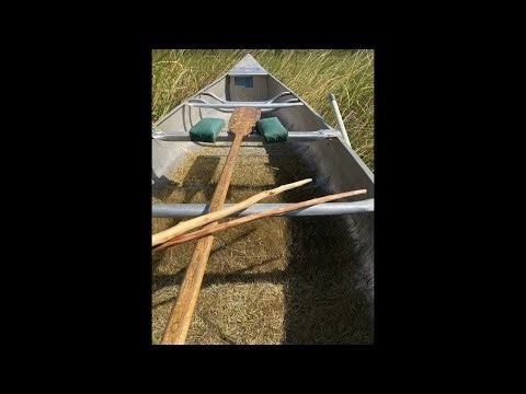 Wild rice harvesting the traditional way. Flailing and parching wild rice.