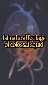 109K views · 1.1K reactions | Thoughts on this colossal squid discovery?撚 A 35-day mission in the remote South Sandwich Islands paid off when this footage was captured and later found to be the first-ever video of a colossal squid in its natural environment! Here’s the quick story of how Dr. Michelle Taylor & her team got this footage and what it could mean @oceancensus @schmidtocean #colossalsquid #goodnews #oceandiscovery #deepsea | jacobsimonsays | Facebook