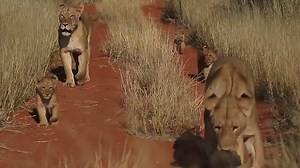 120K views · 2.3K reactions | With pride on the move, the lioness plays with her cub as they approach our Landrover, and it's absolutely the cutest thing! Check it out! | Rumble | Facebook