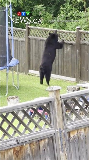 Brave cat chases bear out of B.C. backyard