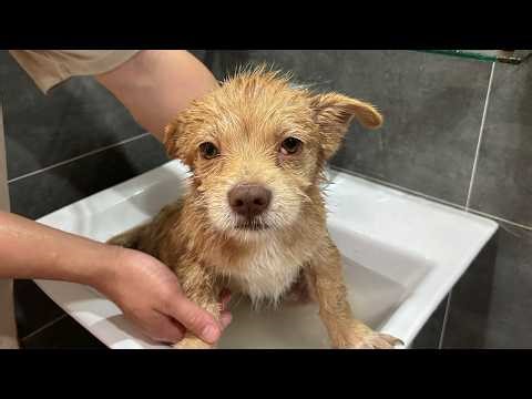 Bath Time for a Rescued Puppy — His Reaction Is Priceless