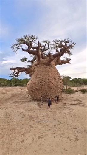 The Amazing Baobab Tree