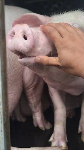 😂🐖 Funny Moments While Loading Pigs! | Pig Loading Gone Hilarious | Pig Farming Fun 2025