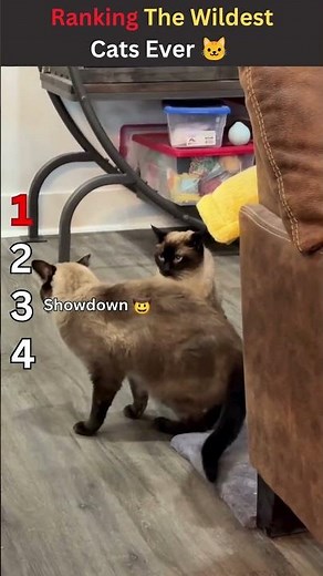 Ranking The Wildest Cats Ever 🐱 #cat #catvideos