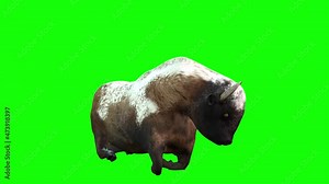 3d animation of a Bison animal standing up looking around and moving in slow motion