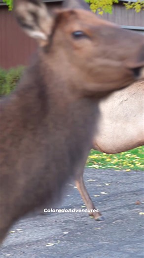 Bull elk bugling in an Estes Park neighborhood. I noticed something on that cows stomach when she walked by too, not sure what it is #bullelk #elk #coloradoadventures #Colorado #coloradowildlife #wildlife #fallcolors #fall #elkbugle | Colorado Adventures
