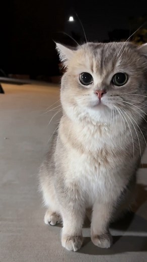 Grumpy grumpy noisy Cash🥵 #reels #tiktok #cute #cat #pet | Meow_Cash