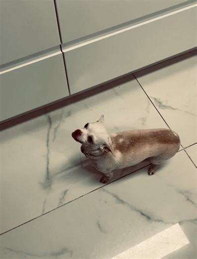 Chihuahua's Adorable Candy Reaction