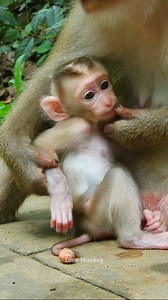 377K views · 4.4K reactions | Young mother Linda do like this! | Love Monkey | Facebook