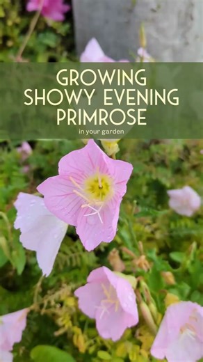 Showy Evening Primrose: The Beloved Pink Flower