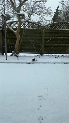 #onthisday #winter #nature #funny #bird