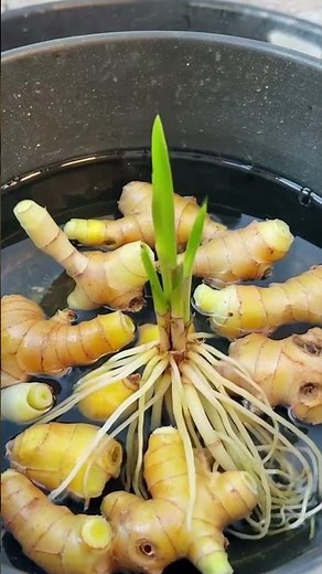Ginger Growing in Water - 30 Days Amazing Time-Lapse!