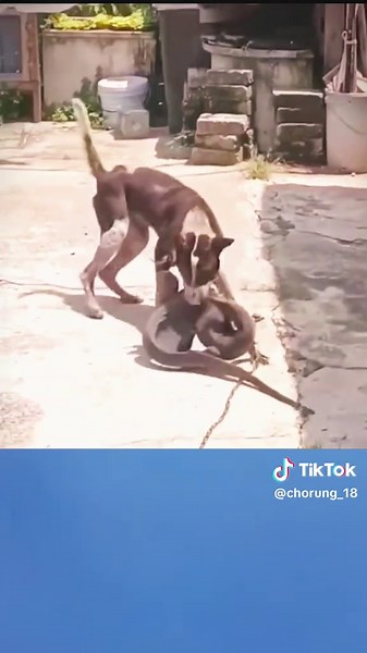 #chorung_18 #khamphathegioihoangda #thegioidongvat #dongvathoangda #dongvat #fyp