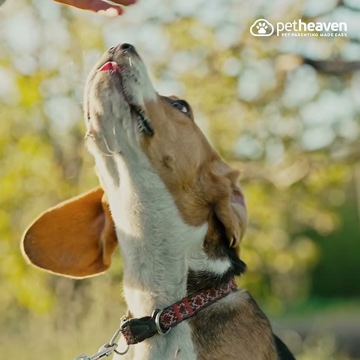 Shop Hill's Puppy & Dog Food Online | Pet Heaven | Save 5% on every order when you Schedule & Save!