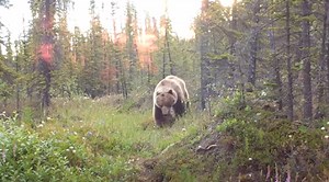 Yukon Trail Cam: Watch 5 Months Of Amazing Wildlife In Just 5 Minutes