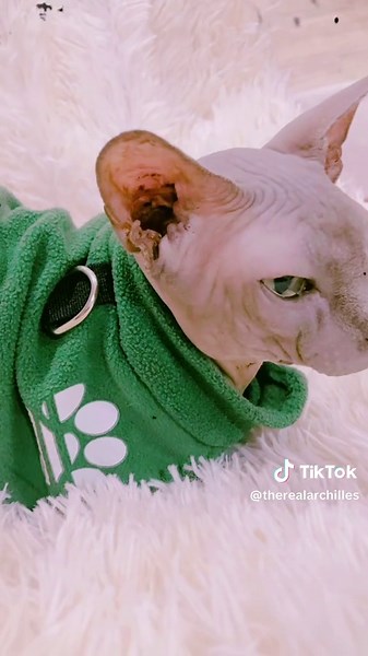 Happy Caturday Celebrating Sphynx Cats