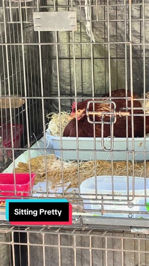 #thecocoacoop #fyp #sittingpretty #chickeneggs