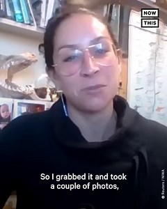 160K views · 178 reactions | This extremely rare marine animal might be the spookiest one caught yet — meet the 'ghost shark' | NowThis | Facebook