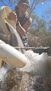 17K views · 342 reactions | HUGE sluice box at work on gold in Victoria #sluice #goldrush #goldprice #mining #minerals #goldendoodle | Chris Bogusis | Facebook