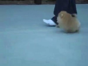 4.2K reactions · 2.1K shares | Baby Pomeranian love owner's♡　She tramps with a small foot♡ | PECO | Facebook