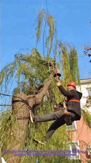 Crane-Assisted Tree Cutting: Worker Trimming Branches Mid-Air