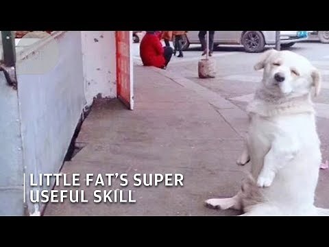 If dogs were human: this dog sits like a human to get free food
