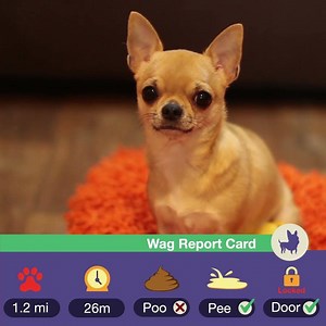 Need a dog walker? Hire ⭐⭐⭐⭐⭐ walkers in your neighborhood on demand at a moment's notice. | Wag