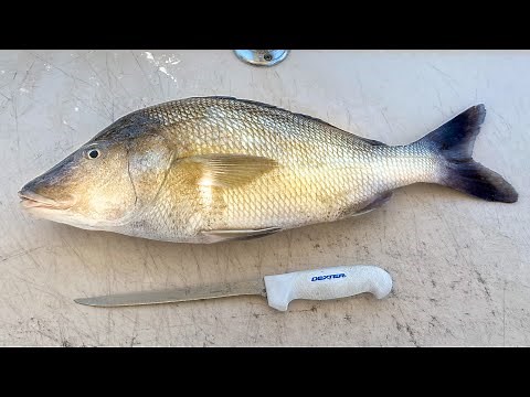 How To Fillet White Margate (White Grunt Silver Snapper)