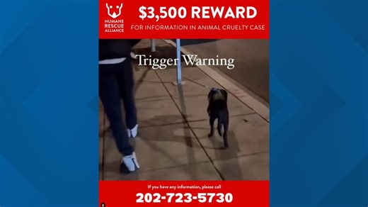 Animal rescue group offers $3500 reward video shows dog being beaten