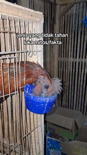 Mitos dan Fakta Ayam Peru: Tahan Luka atau Tidak?