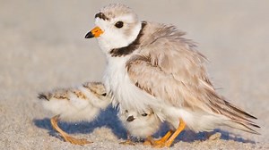 Have you heard of the U.S. Army Corps of Engineers Engineering with Nature® initiative? This initiative was launched in 2010 to enable more sustainable delivery of economic, social and environmental benefits associated with water resources infrastructure. EWN is the intentional alignment of natural and engineering processes through collaboration. It is a cross-cutting program of activities resulting from collaboration among multiple Civil Works Research, Development and Technology programs and n