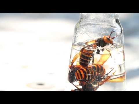 スズメバチ酒製造法