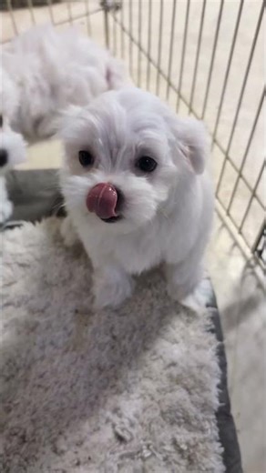 Wendy - Female Maltese Puppy