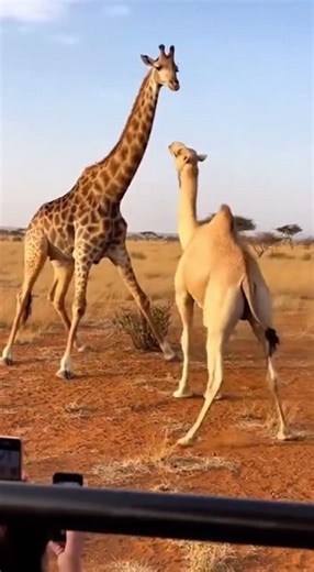 Giraffe vs. Camel: The Battle of the Long Necks! 🦒⚔️🐫 #wildlifeentertainment #wildliferescue#animals