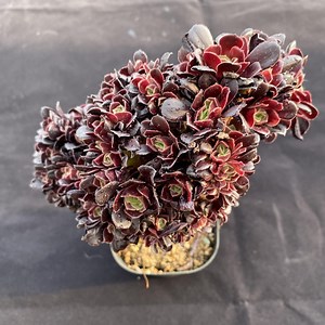 6'' Crested Aeonium Arboreum 'velour‘, Rare Colorful Succulent, Variegated Aeonium, Indoor Gift, the Color Changes With the Season. - Etsy