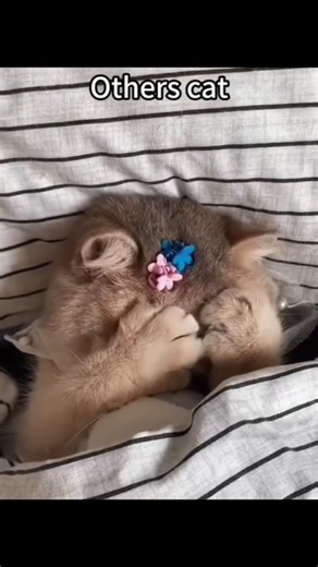 Other's cat vs My cat 🐈 #viral #views #foryou #cat #shorts #cutecat #kitten #bome