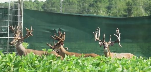 Friday Feature: Deer Farming in the Panhandle