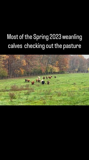 Having never been in this pasture, they needed to see how far they can run…and immediately after this they all started grazing and huffing and puffing | Sheppard Farms