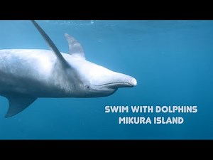 Swim With Dolphins【御蔵島でイルカと泳ぐ】４k