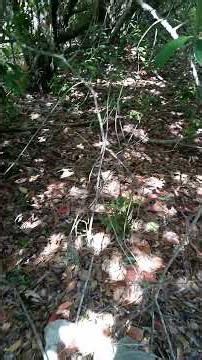 Creation vs Creator #bible #idolatry #worship