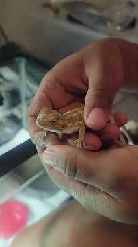 Baby Bearded Dragon setup