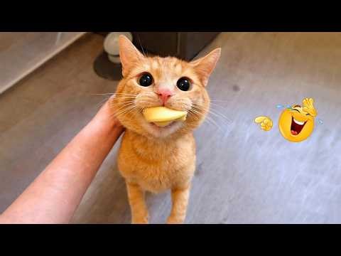 These CATS Are Too FUNNY To Handle 😹🙀 | Best Funny Cat Videos 2026
