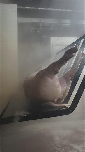 🐷 Pig Hair Removal Process in Modern Slaughterhouse – Fast & Efficient 👀