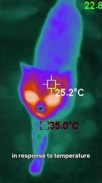 What Are Smart Materials? | Shape-Shifting Future Tech Explained 🔧✨